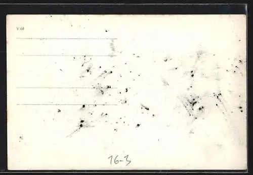 Stereo-AK Ausgestopftes Nilpferd in einem Museum