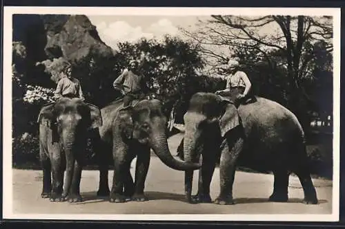 AK Hamburg-Altona-Stellingen, Carl Hagenbecks Tierpark, Indische Reit-Elefanten