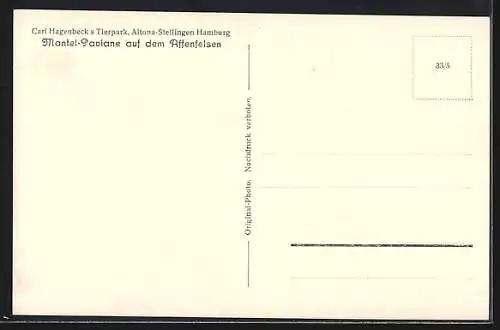 AK Altona-Stellingen-Hamburg, Hagenbeck`s Tierpark, Mantel-Paviane