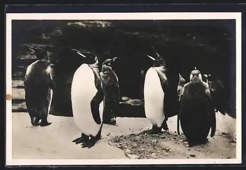 AK Königs-Pinguine im Südpolar-Panorama Carl Hagenbeck`s Tierpark