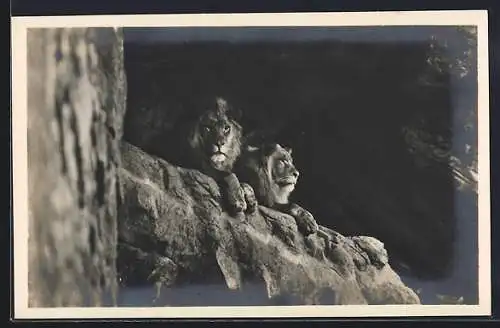 AK Hamburg-Stellingen, Carl Hagenbeck`s Tierpark: Löwen in der Löwenschlucht