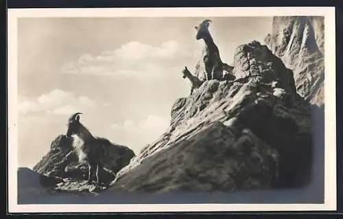 AK Stellingen-Hamburg, Carl Hagenbeck`s Tierpark, Hochgebirge: Tharziegen