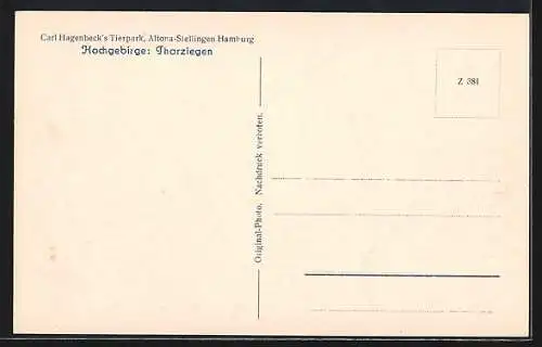 AK Stellingen-Hamburg, Carl Hagenbeck`s Tierpark, Hochgebirge: Tharziegen