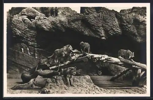 AK Hamburg-Stellingen, Löwen in der Löwenschlucht in Hagenbecks Tierpark