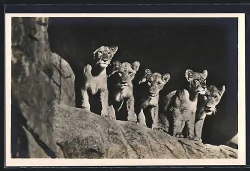 AK Altona-Stellingen, Carl Hagenbeck`s Tierpark, Löwinnen in der Löwenschlucht