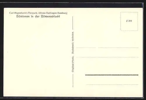 AK Altona-Stellingen, Carl Hagenbeck`s Tierpark, Löwinnen in der Löwenschlucht