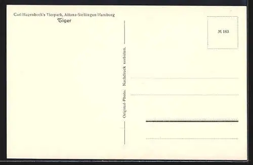 AK Hamburg-Altona-Stellingen, Carl Hagenbecks Tierpark, Ruhender Tiger
