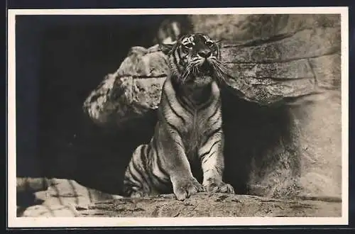 AK Hamburg-Altona-Stellingen, Carl Hagenbeck's Tierpark, Ostsibirscher Tiger