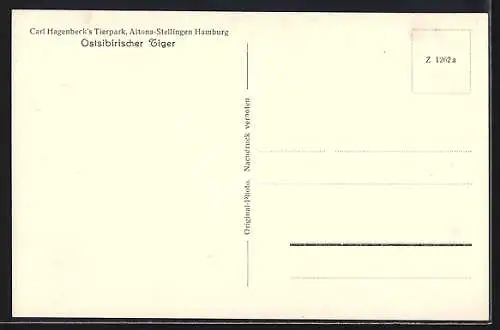 AK Hamburg-Altona-Stellingen, Carl Hagenbeck's Tierpark, Ostsibirscher Tiger