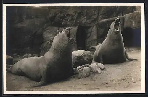 AK Hamburg-Stellingen, Carl Hagenbeck`s Tierpark, Brüllende See-Elefanten