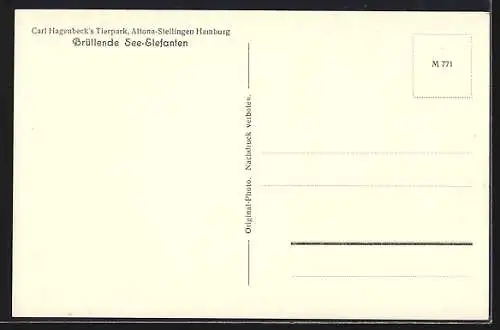 AK Hamburg-Stellingen, Carl Hagenbeck`s Tierpark, Brüllende See-Elefanten