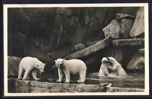 AK Hamburg-Stellingen, Carl Hagenbeck`s Tierpark, Nordland-Panorama mit Eisbären