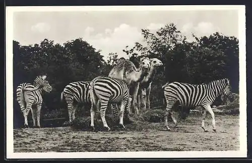 AK Hamburg-Stellingen, Carl Hagenbeck`s Tierpark, Zebras und Dromedare im Heufressergehege