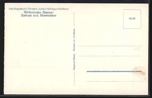 AK Hamburg-Stellingen, Carl Hagenbeck`s Tierpark, Zebras und Dromedare im Heufressergehege