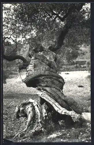 AK In sich verschlungner Olivenbaum auf Mallorca