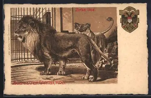 Lithographie Köln, Berberlöwe im zoologischen Garten