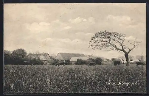 AK Knudskougaard, Ortsansicht vom Feld aus