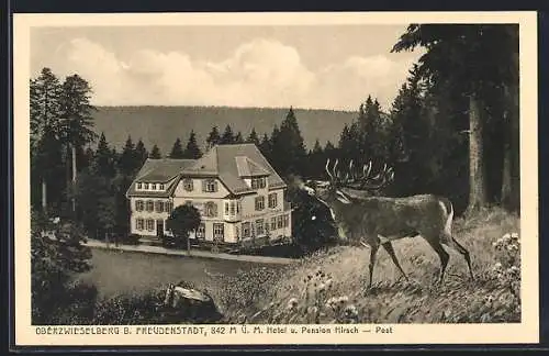 AK Oberzwieselberg /Freudenstadt, Hotel-Pension Hirsch, mit röhrendem Hirsch