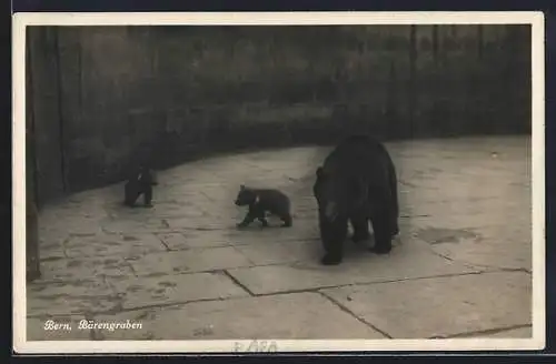 AK Bern, Bärengraben, Bär mit zwei Jungen