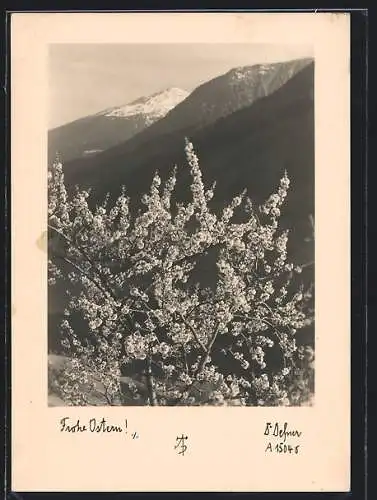 Foto-AK Adalbert Defner: Blühender Baum mit Bergpanorama, Ostergruss