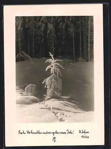 Foto-AK Adalbert Defner: Weihnachtsgruss, Verschneiter Wald im Sonnenschein