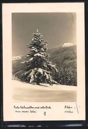 Foto-AK Adalbert Defner: Verschneite Tannen im Gebirge, Weihnachtsgruss