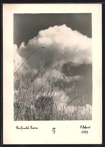 Foto-AK Adalbert Defner: Wolken über einem Kornfeld