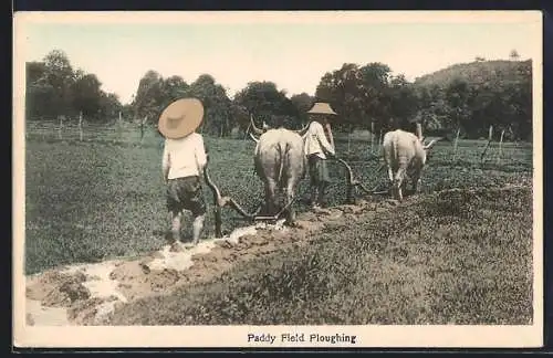 AK Paddy Field Ploughing, Landwirtschaft