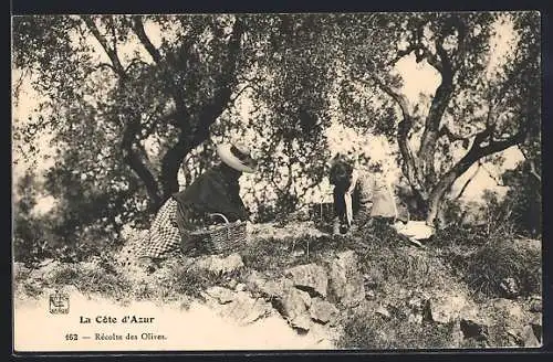 AK La Cote d`Azur-Rècolte des Olives, Landwirtschaft
