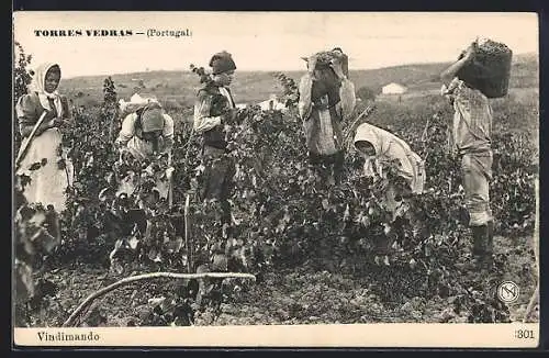 AK Torres Vedras, Vindimando, Frauen bei der Weinlese