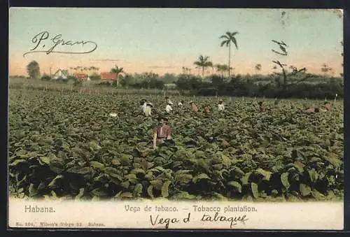 AK Habana, Vega de tabaco-Tobacco plantation, Tabak
