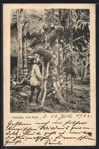 AK Colombo, Jack Fruit, indischer Landarbeiter bei der Ernte