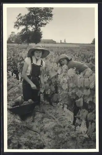 AK Junge Frauen bei der Weinernte