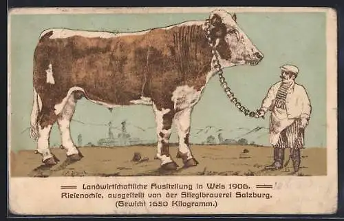 AK Wels, Landwirtschaftliche Ausstellung 1906, Riesenochse der Stieglbrauerei