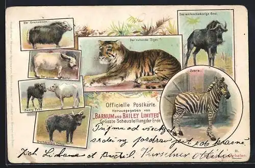 Lithographie Barnum and Bailey Limited, Tiger, Gnu, Zebra, Büffel, Zirkus