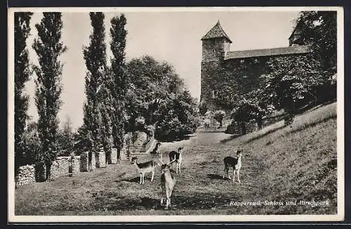 AK Rapperswil, Schloss und Hirschpark