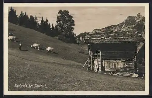 AK Isenfluh, Suhlwald bei Isenfluh, Holzhütte und weidende Kühe