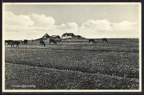 AK Hamburger Hallig, weidende Rinder auf einer grossen Wiese