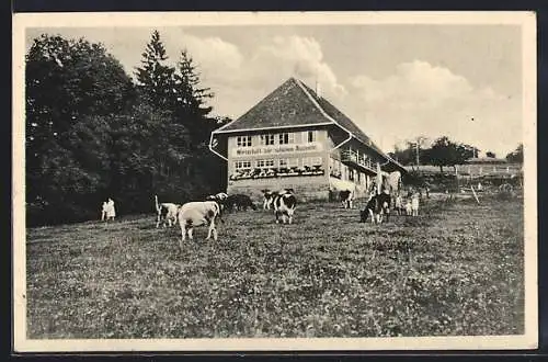 AK Langenhard, Gasthaus und Pension zur schönen Aussicht, Kühe