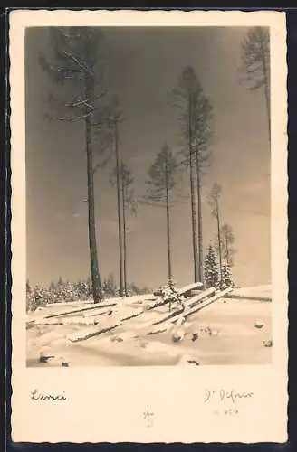 Foto-AK Adalbert Defner: Larici, Nadelwald im Winter