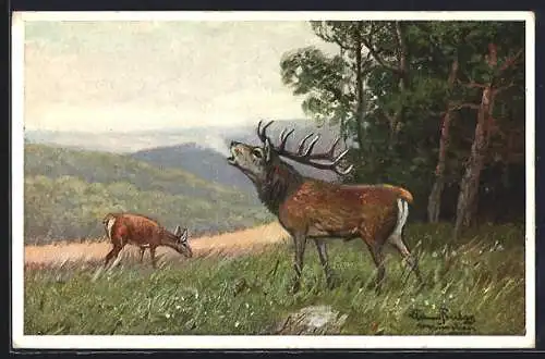 Künstler-AK Röhrender kapitaler Hirsch und äsende Kuh