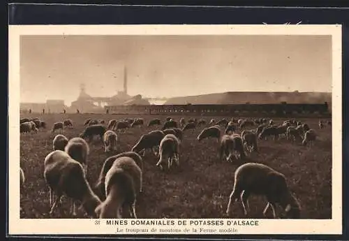 AK Ensisheim, Mines Domaniales de Potasses d`Alsace, Le troupeau de moutons de la Ferme modèle