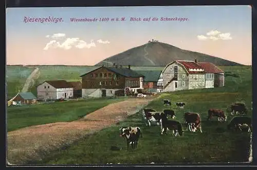 AK Wiesenbaude /Riesengebirge, Gebäudepanorama mit Strasse, Kühen und Schneekoppe