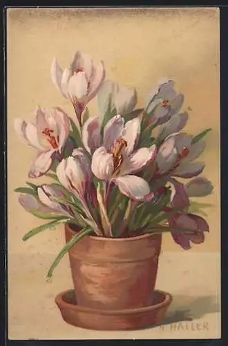 Künstler-AK Anna Haller: Blumentopf mit blühenden Krokussen