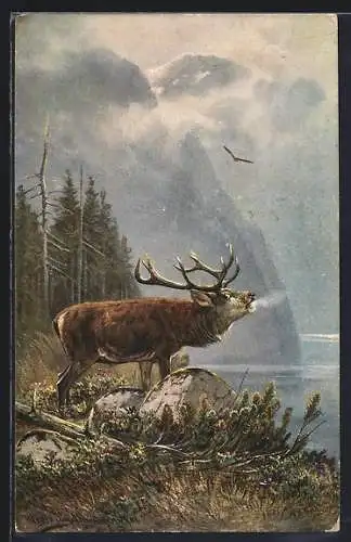 Künstler-AK M.Müller jun.: Röhrender Hirsch
