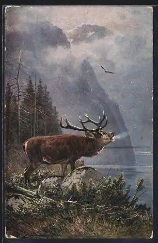 Künstler-AK M.Müller jun.: Röhrender Hirsch