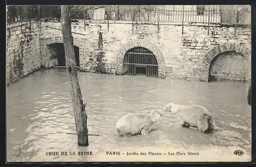 AK Paris, Jardin des Plantes, les ours blancs, Crue de la Seine