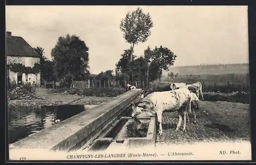 AK Champigny-lès-Langres, L`abreuvoir avec des vaches au bord de l`eau