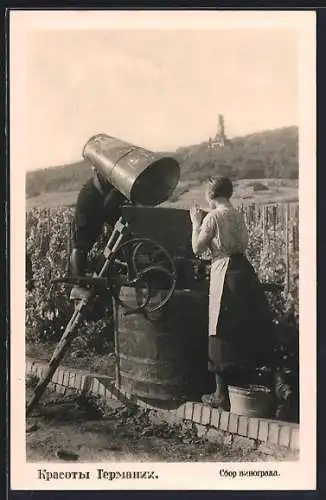 AK Russische Weinbauern bei der Weinlese mit Traubenschütte und Bütte zwischen den Weinreben
