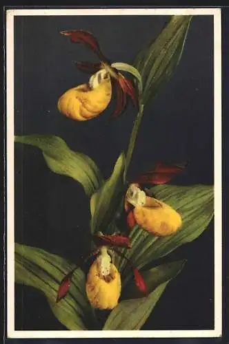 AK Frauenschuh, Cypripedium calceolus